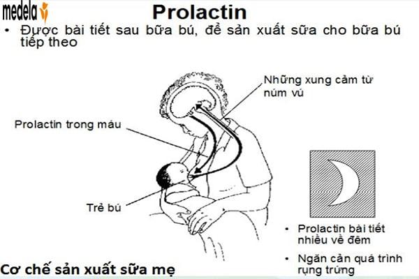 Tìm hiểu mối liên quan giữa Prolactin và sữa mẹ