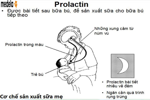 prolactin và sữa mẹ